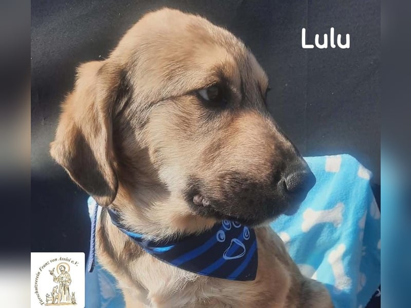 Lulu – kleiner Entdecker auf der Suche nach seinem Team!