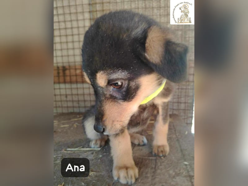 Ana – kleines Mädchen, große Pläne!