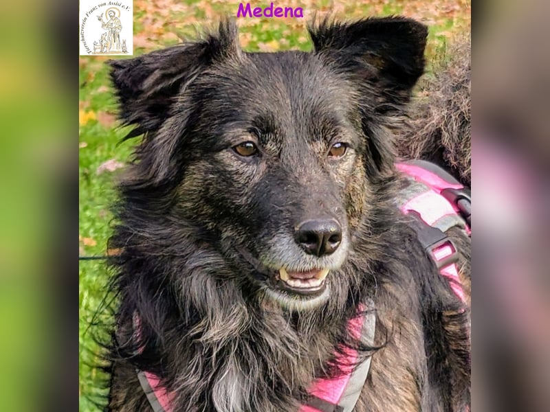 Medena –  die charmante Hündin