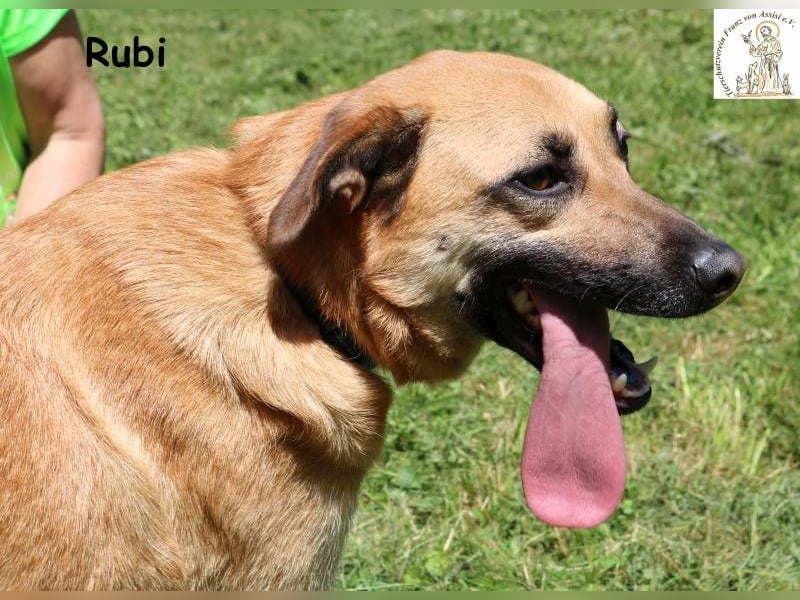 Rubi – vier Pfoten, ein Herz und jede Menge Abenteuerlust Rubi – vier Pfoten, ein Herz und jede Menge Abenteuerlust