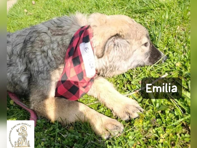 Emilia sucht das Kapitel, das „Zuhause“ heißt!