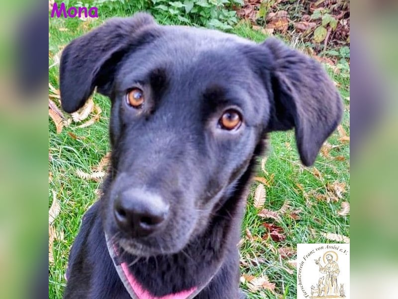 Mona –  das aufgeschlossene Hundemädchen