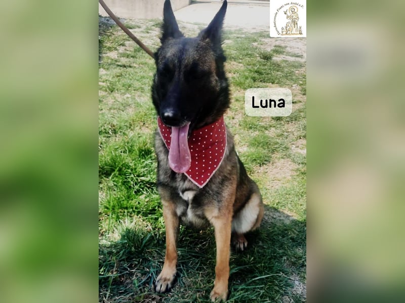 Luna – Köpfchen, Power und definitiv Pfeffer im Hintern!