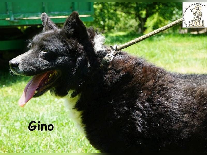 Gino – kleiner Hund, der zeigt, dass Liebe stärker ist als jede Narbe!