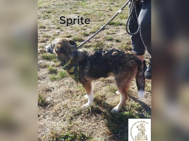 Sprite - spritzig, charmant und bereit für mehr!
