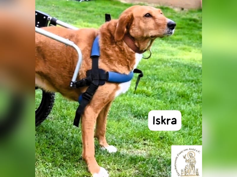 Iskra – Wenn Lebensmut Flügel bekommt!