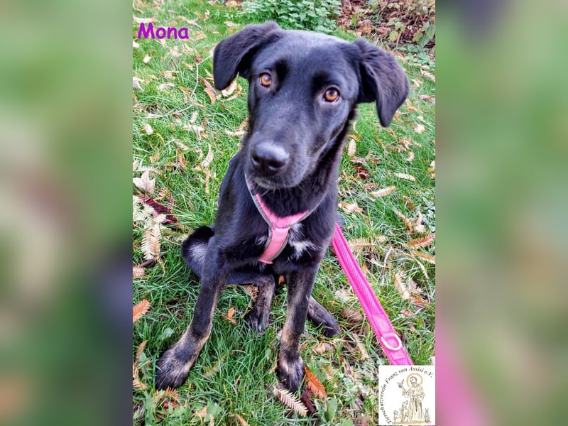 Mona –  das aufgeschlossene Hundemädchen