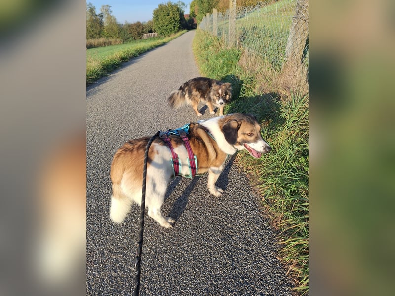 Ike – nicht nur optisch was ganz Besonderes!