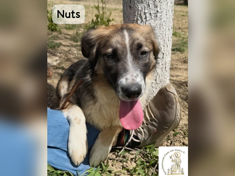 Nuts – manche Seelen tragen ihren Zauber ganz leise!