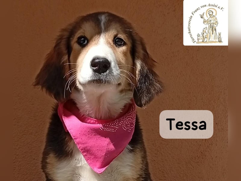 Tessa – manche Schätze findet man auf vier Pfoten!