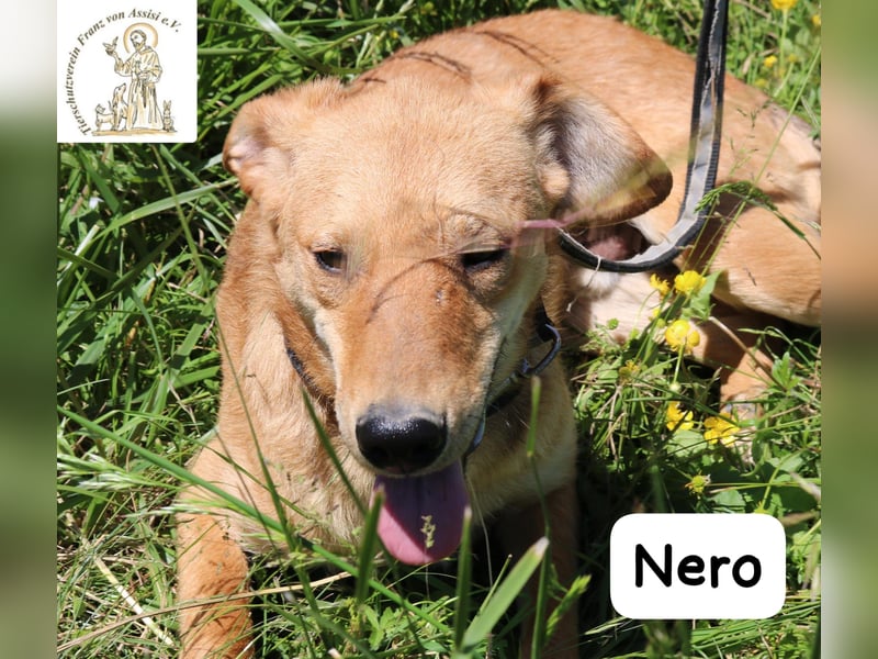 Nero – Klein genug zum Kuscheln, groß genug fürs Abenteuer! Nero – Klein genug zum Kuscheln, groß genug fürs Abenteuer!