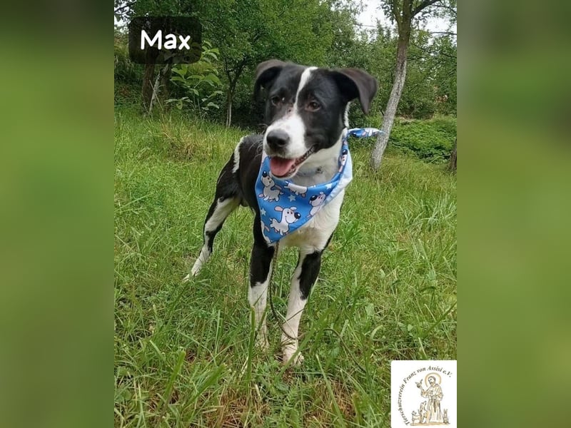 Max – seine zweite Chance auf ein wundervolles Leben!