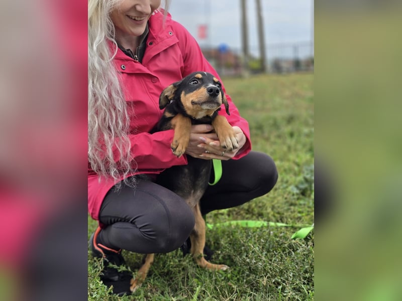 Dado ❤️megasüßes Hundebaby