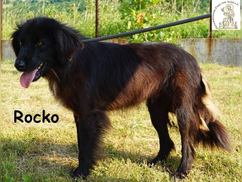 Rocko – treuer Begleiter fürs Leben