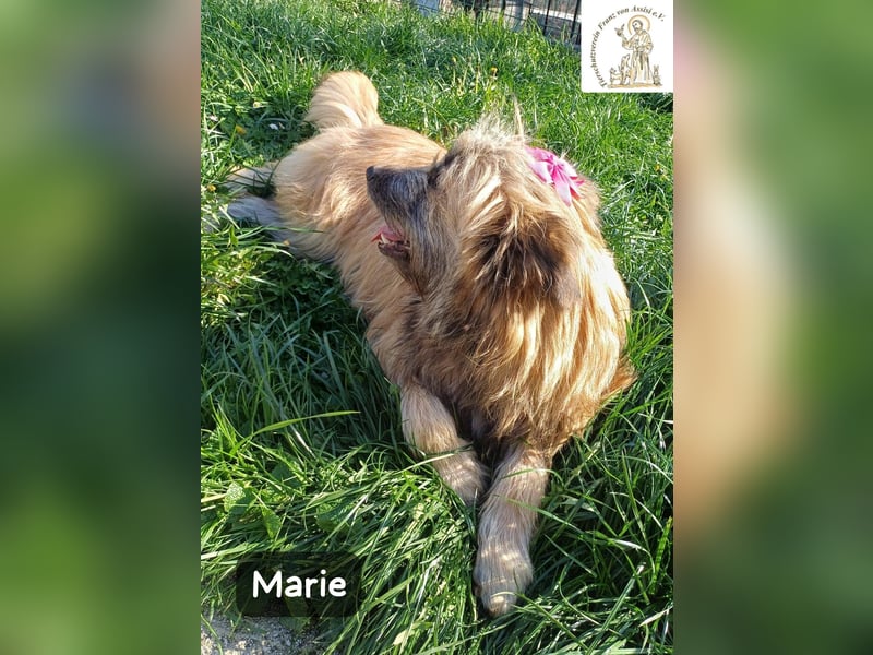 Marie – zu süß für diese Welt, aber kein bisschen aus Zucker!