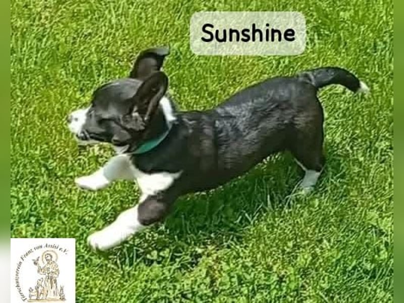 Sunshine – ein kleines Lächeln auf vier Pfoten!