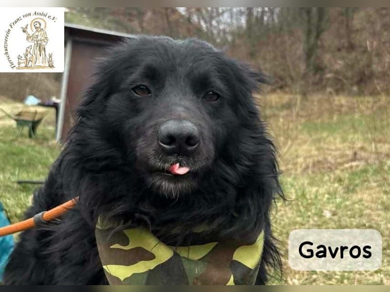 Gavros – einer, der das Leben erst noch richtig entdecken möchte!