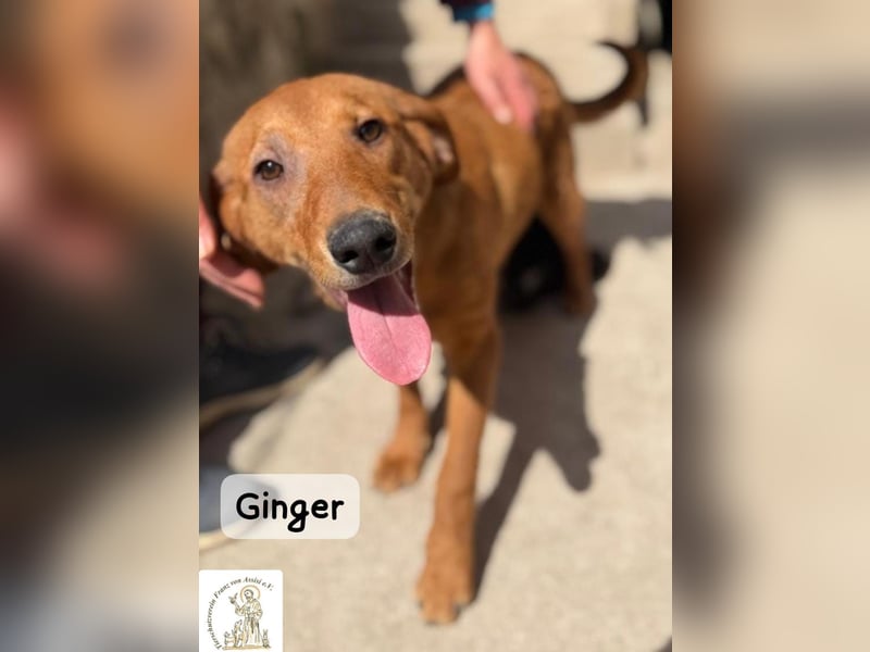 Ginger – wenn aus einem Funken ein kleines Feuerwerk wird!