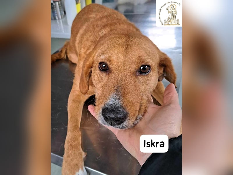 Iskra – Wenn Lebensmut Flügel bekommt!