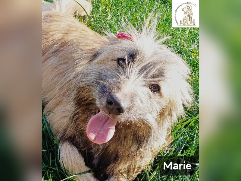 Marie – zu süß für diese Welt, aber kein bisschen aus Zucker!