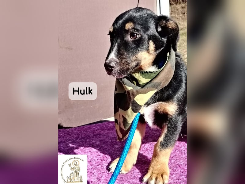 Hulk – niedlich? Ja. Unschuldig? Eher nicht!