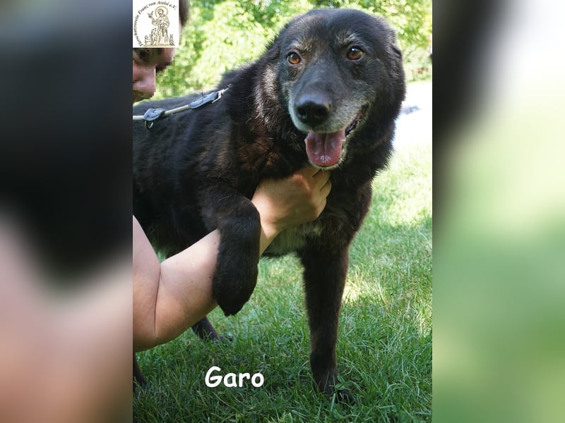 Garo – Manche Hunde begleiten dich durchs Leben. Garo verändert es!
