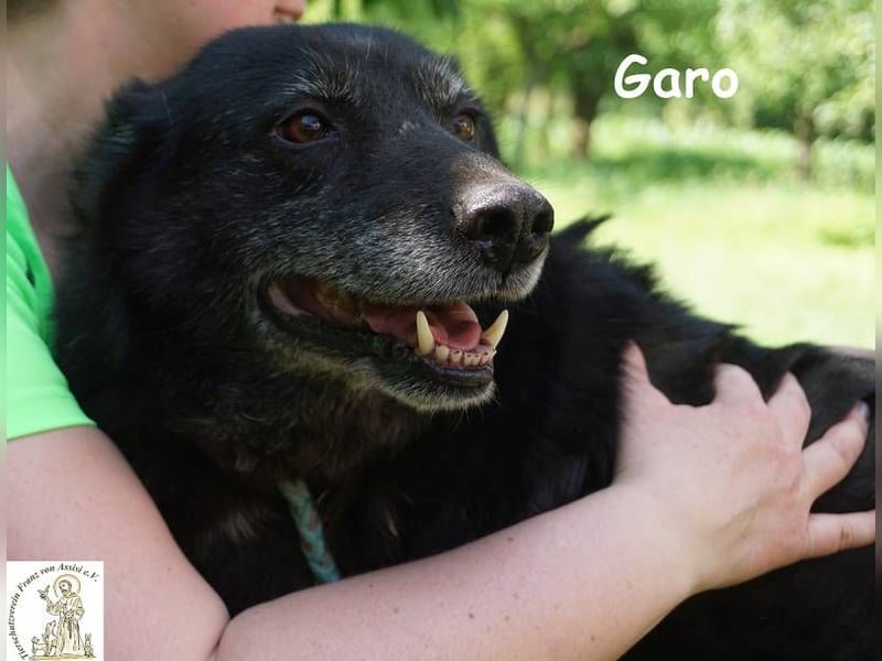 Garo – Manche Hunde begleiten dich durchs Leben. Garo verändert es!
