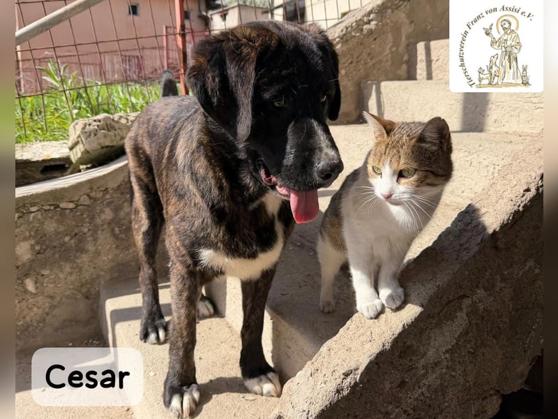 Cesar – ein großer Junge mit Honig im Herzen!