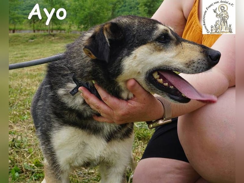 Ayo – Abenteuerlustig und Lernbereit