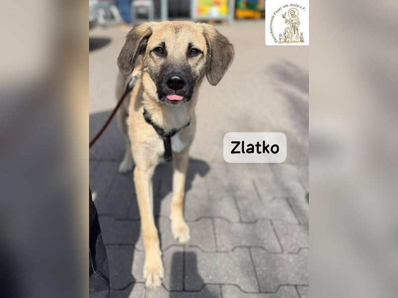 Zlatko – Hauptberuf: Herzensbrecher. Nebenjob: Gute-Laune-Beauftragter!