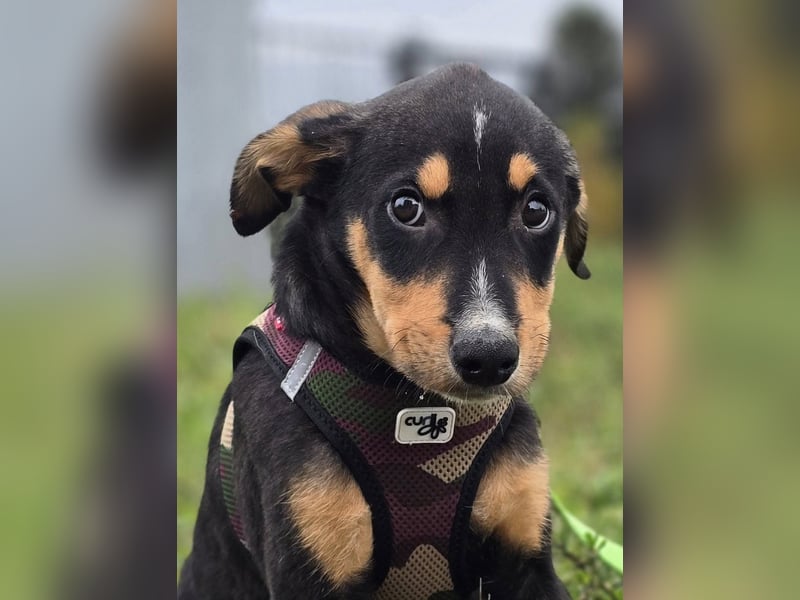 Dado ❤️megasüßes Hundebaby