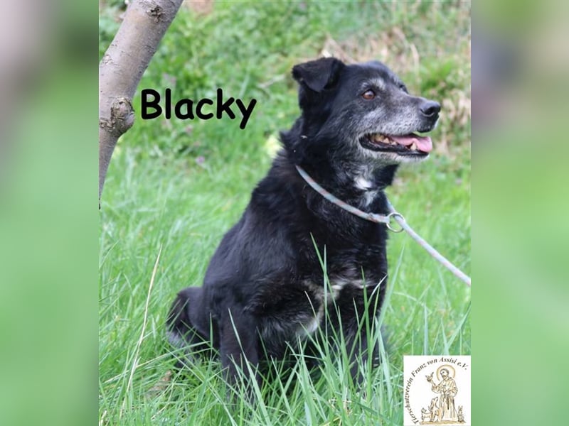 Blacky – die schüchterne Hundedame