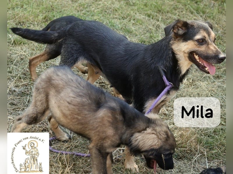 Mila – Heldinnen können auch manchmal ganz klein sein!