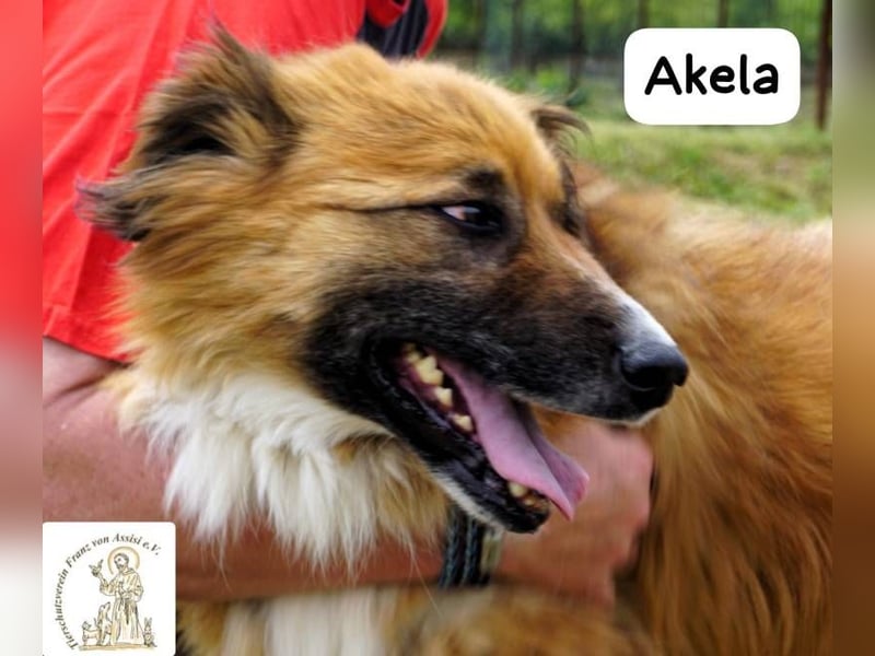 Akela – Will der beste Junge für seine Menschen werden!