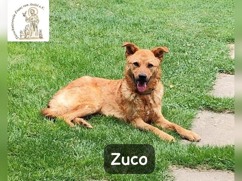 Zuco – jung, klug, charmant – und ziemlich bereit fürs Zuhause!