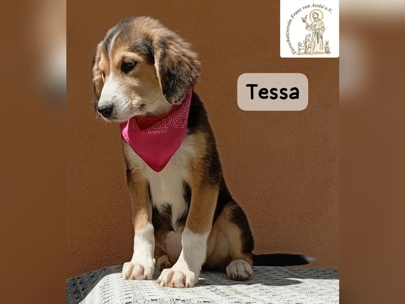 Tessa – manche Schätze findet man auf vier Pfoten!