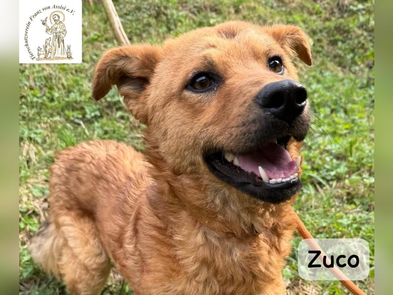 Zuco – jung, klug, charmant – und ziemlich bereit fürs Zuhause!