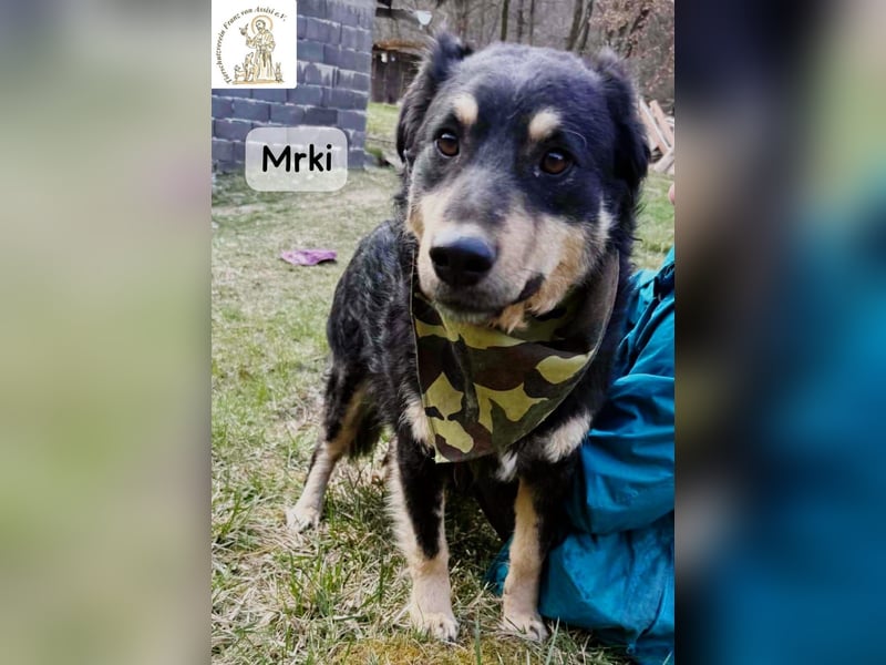 Mrki – ein sanfter Schatz mit großem Herzen!