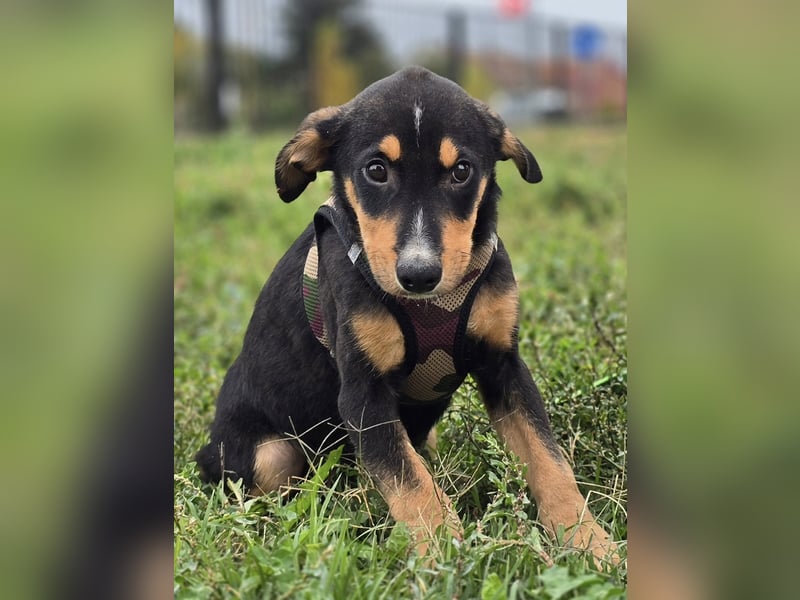 Dado ❤️megasüßes Hundebaby