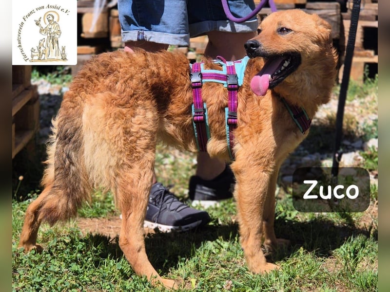 Zuco – jung, klug, charmant – und ziemlich bereit fürs Zuhause!