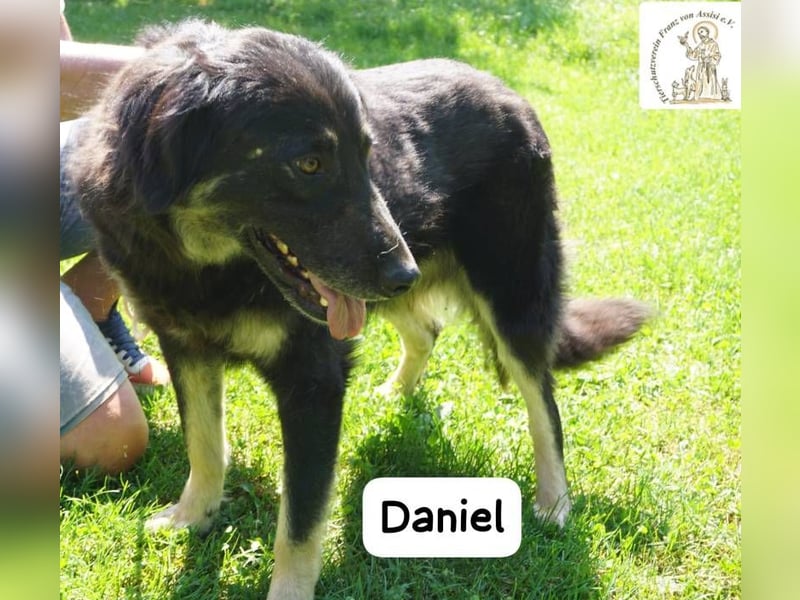 Daniel – Elegant, charmant und tierisch motiviert!