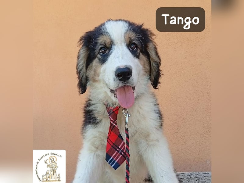 Tango – die Welt ist groß – aber ein Zuhause ist das Größte!