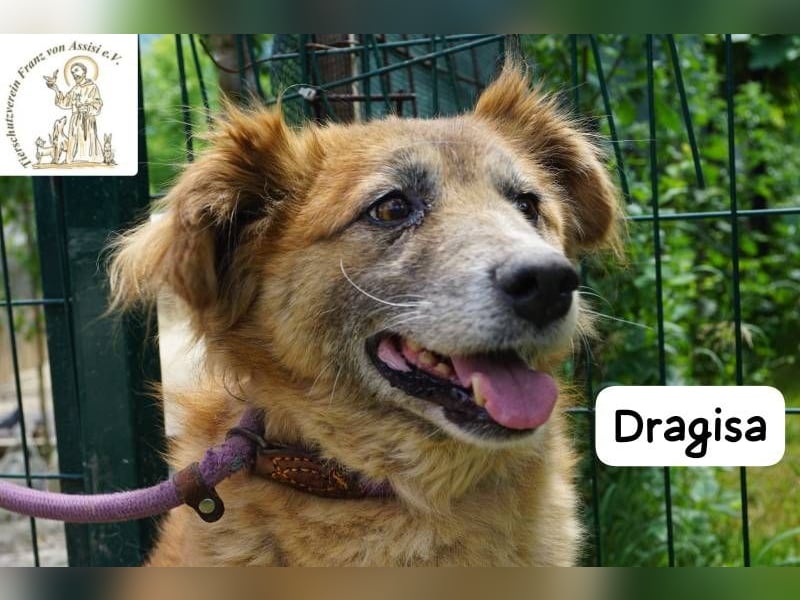 DRAGISA – sanftmütiger Oldie zum Verlieben