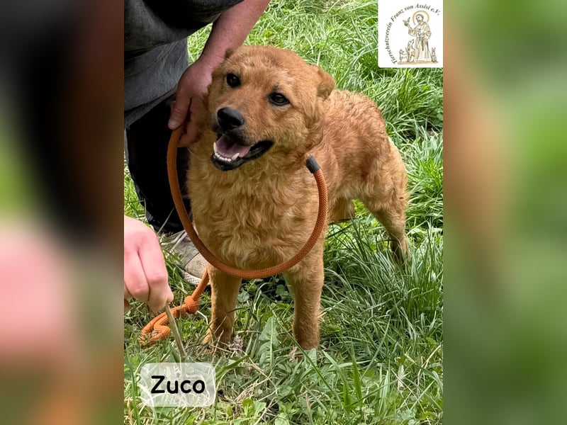 Zuco – jung, klug, charmant – und ziemlich bereit fürs Zuhause!