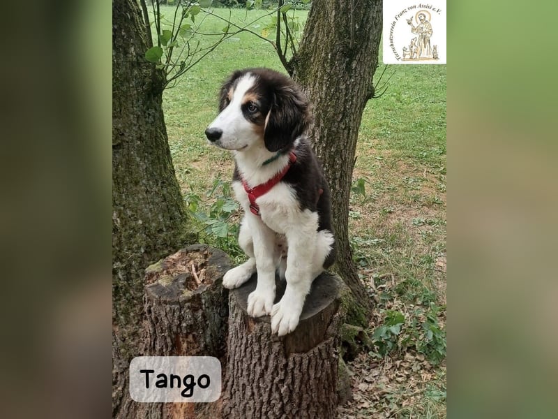 Tango – große Pfoten, großes Herz und viel Potenzial!
