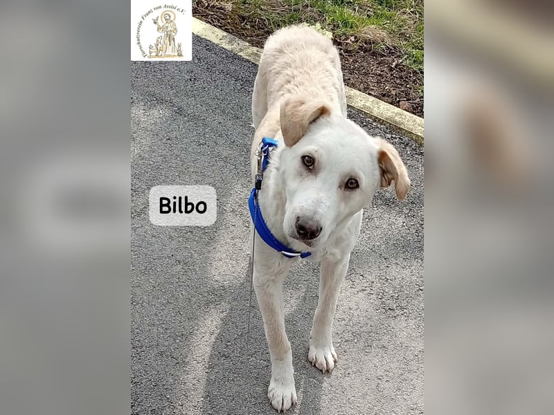 Bilbo – verliebt ins Leben und bereit für dich!