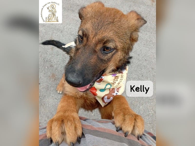 Kelly – Das Leben beginnt dort, wo Neugier auf Vertrauen trifft!