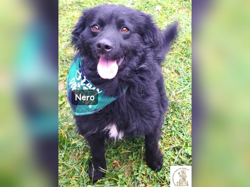 Nero – Herzensbrecher mit viel Charme und einigen Flausen im Kopf!