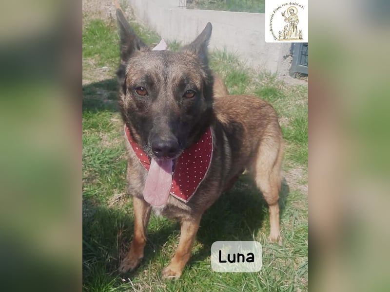 Luna – Köpfchen, Power und definitiv Pfeffer im Hintern!