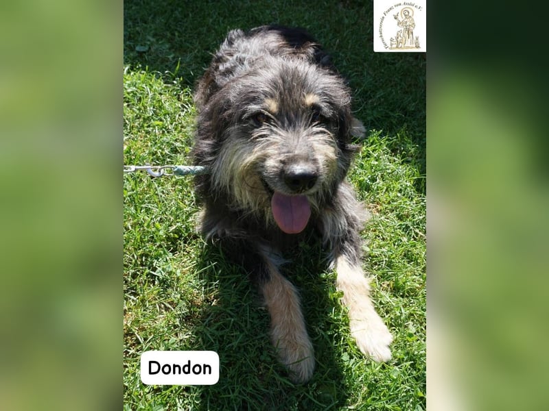 Dondon – ein Hund, der nicht laut sein muss, um besonders zu sein!